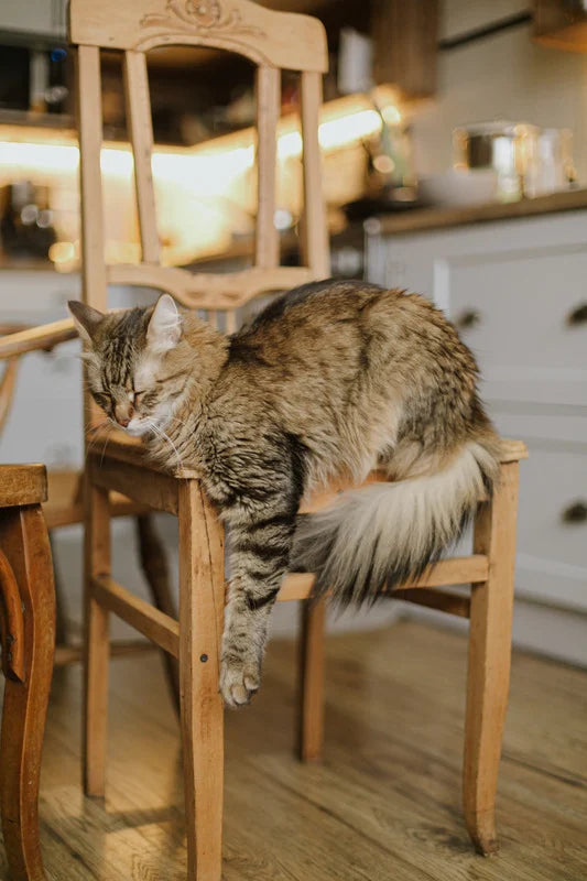 Un chat somnole sur une chaise ancienne