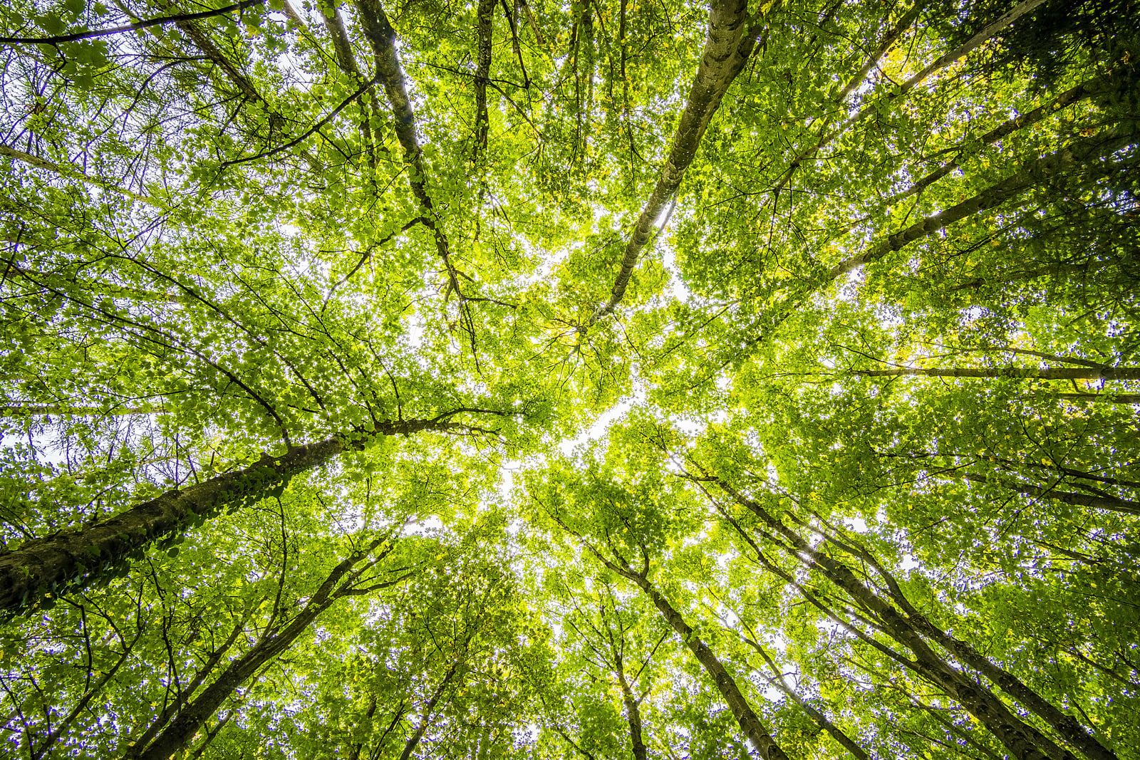 Canopée d'arbres verts