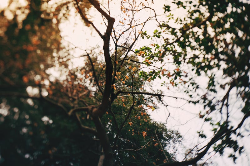 Photo d'arbres
